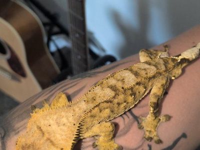 male crested gecko