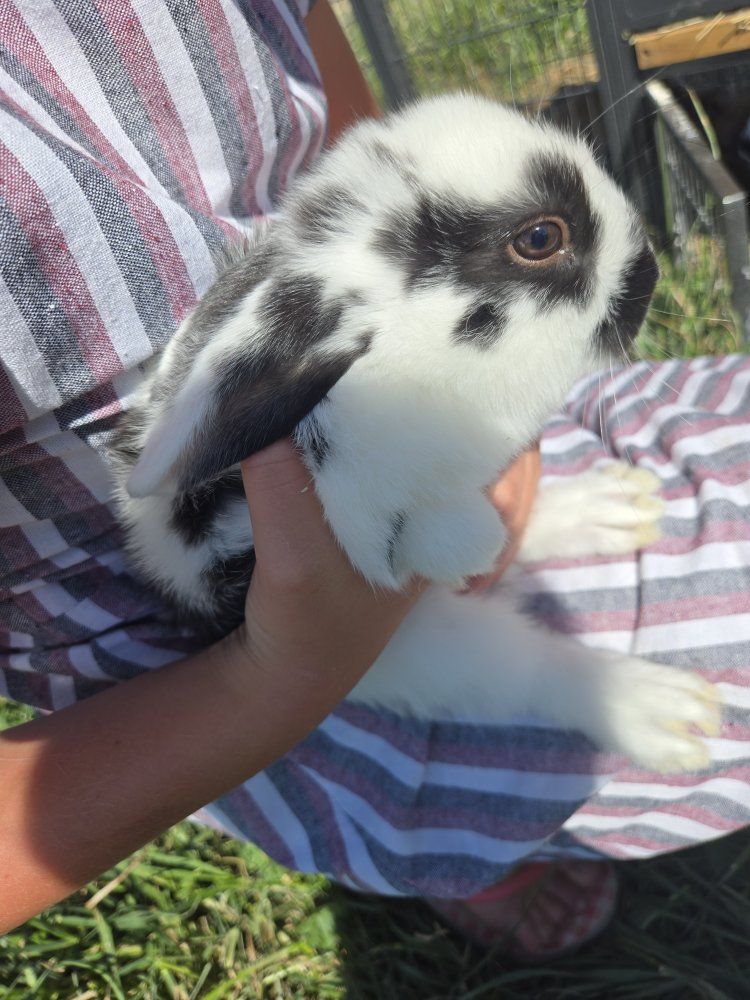 Hollandlop/ lionhead mix bunnies