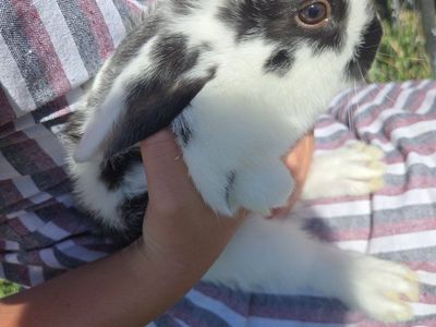 Hollandlop/ lionhead mix bunnies
