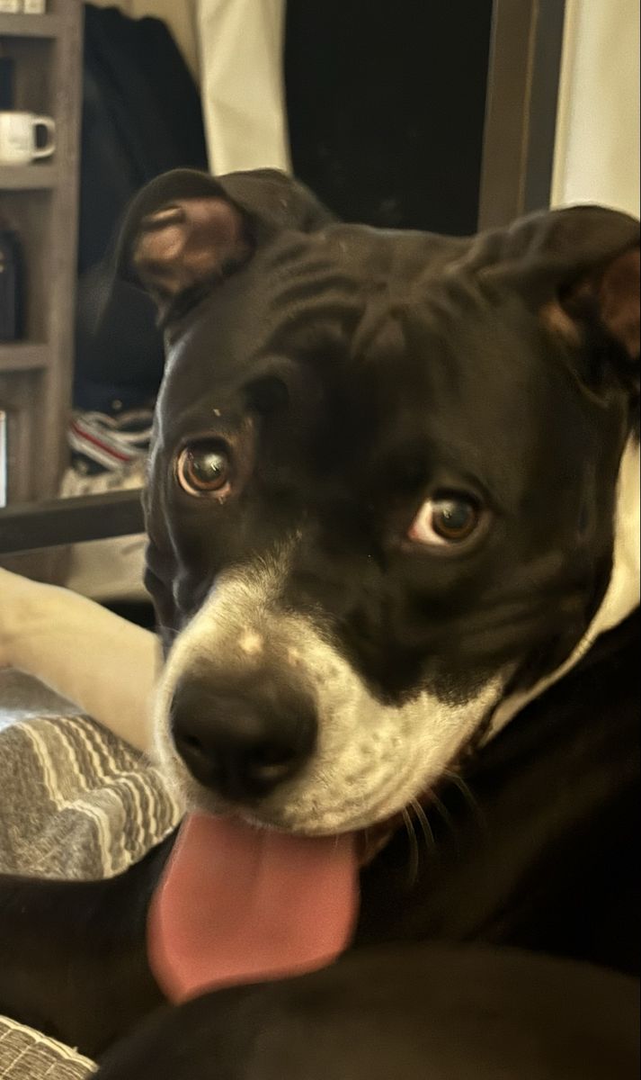 Loving and playful boxer pit