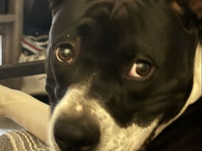 Loving and playful boxer pit