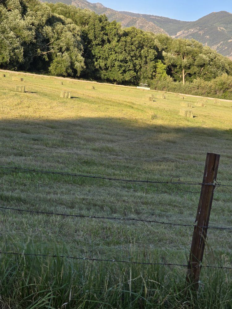 grass hay