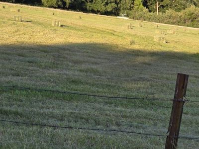 grass hay