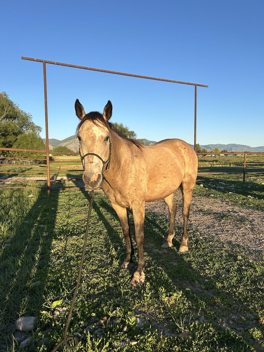 9-Year-Old Buckskin mare