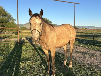 9-Year-Old Buckskin mare