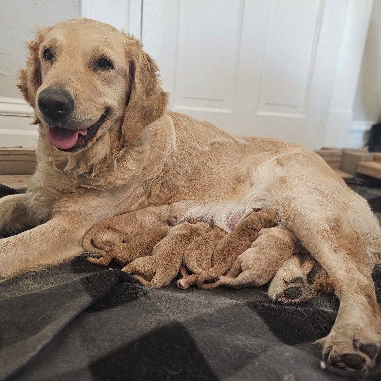 AKC GOLDEN RETRIEVER PUPPIES