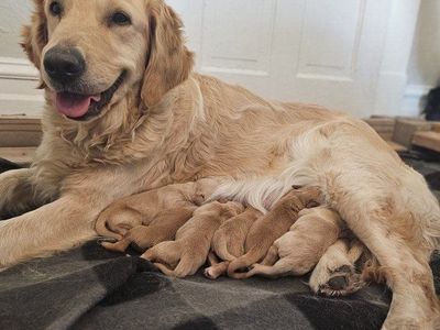 AKC GOLDEN RETRIEVER PUPPIES