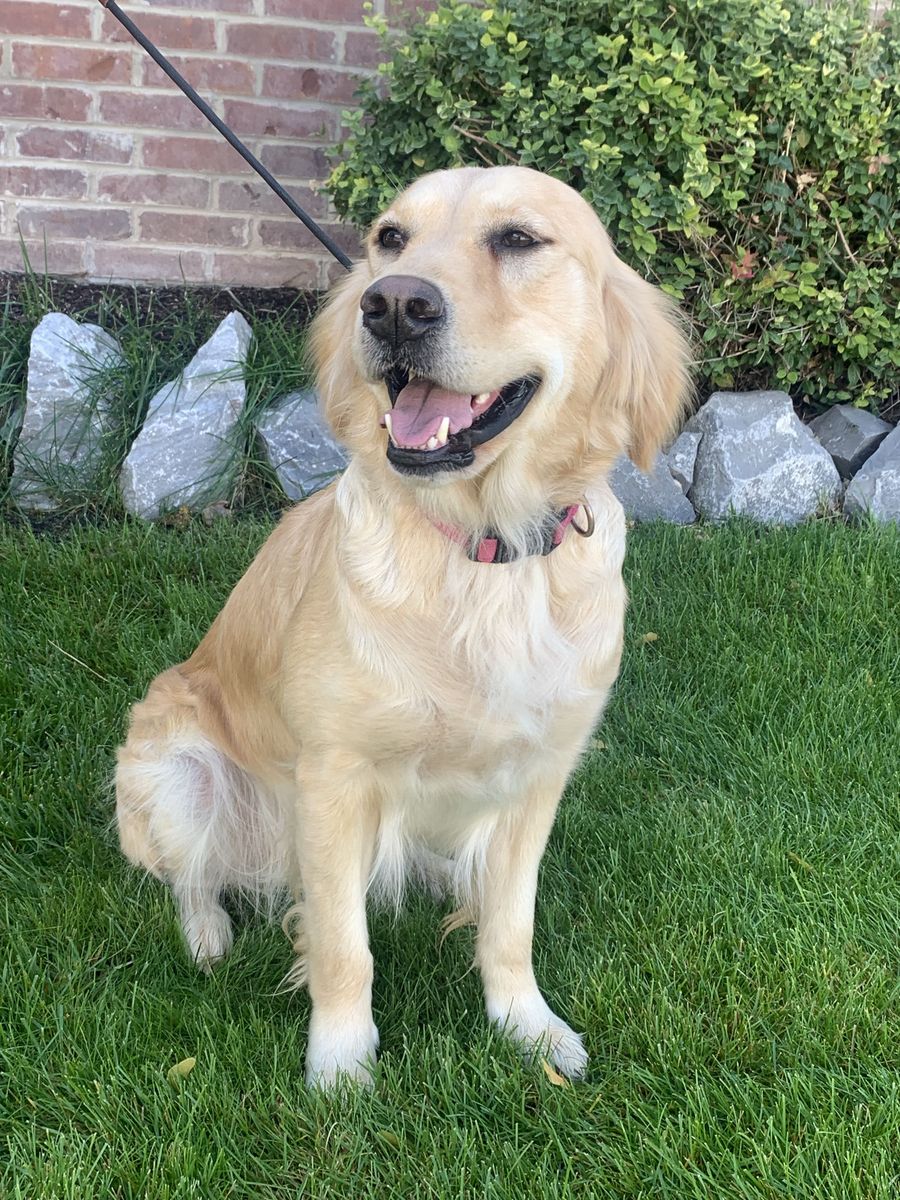 5 yo Golden Retriever