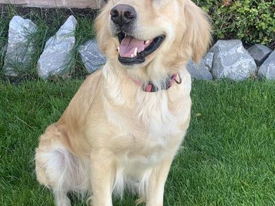5 yo Golden Retriever