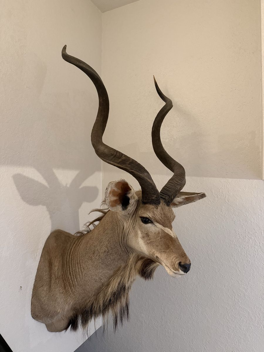 Greater Kudu Mount