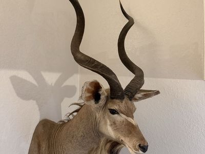 Greater Kudu Mount