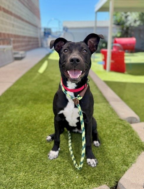 A163179 Emmy Lou is Available for Adoption!