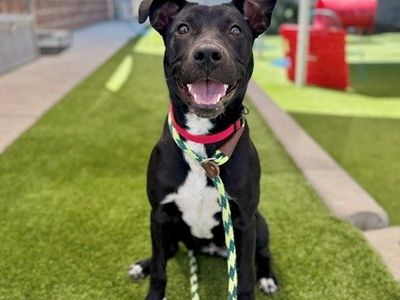 A163179 Emmy Lou is Available for Adoption!