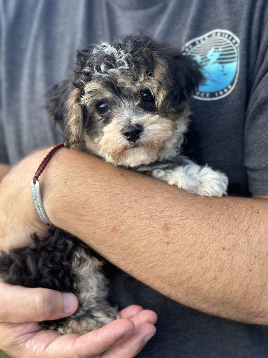 Tiny toy Maltipoo and Yorkiepoo Puppy - Hypoallergenic, Ready for New Homes Maltese Poodle Yorkie 2-3 lbs at 2months