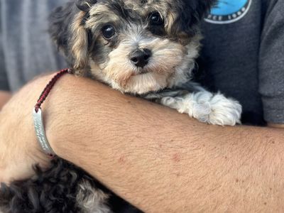 Tiny toy Maltipoo and Yorkiepoo Puppy - Hypoallergenic, Ready for New Homes Maltese Poodle Yorkie 2-3 lbs at 2months