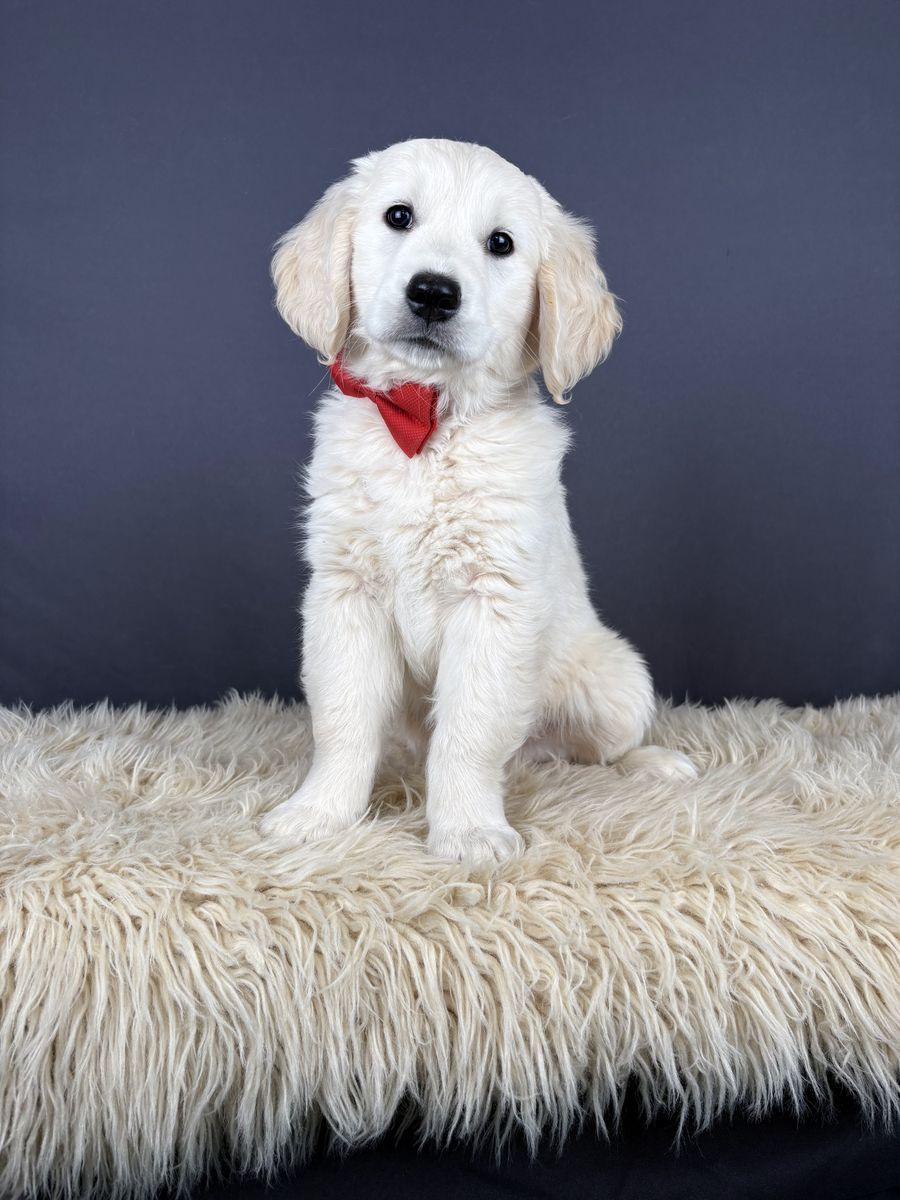 Chip - Male Golden Retriever Puppy