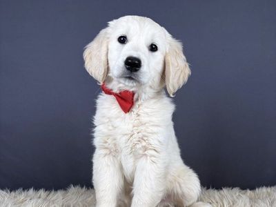 Chip - Male Golden Retriever Puppy