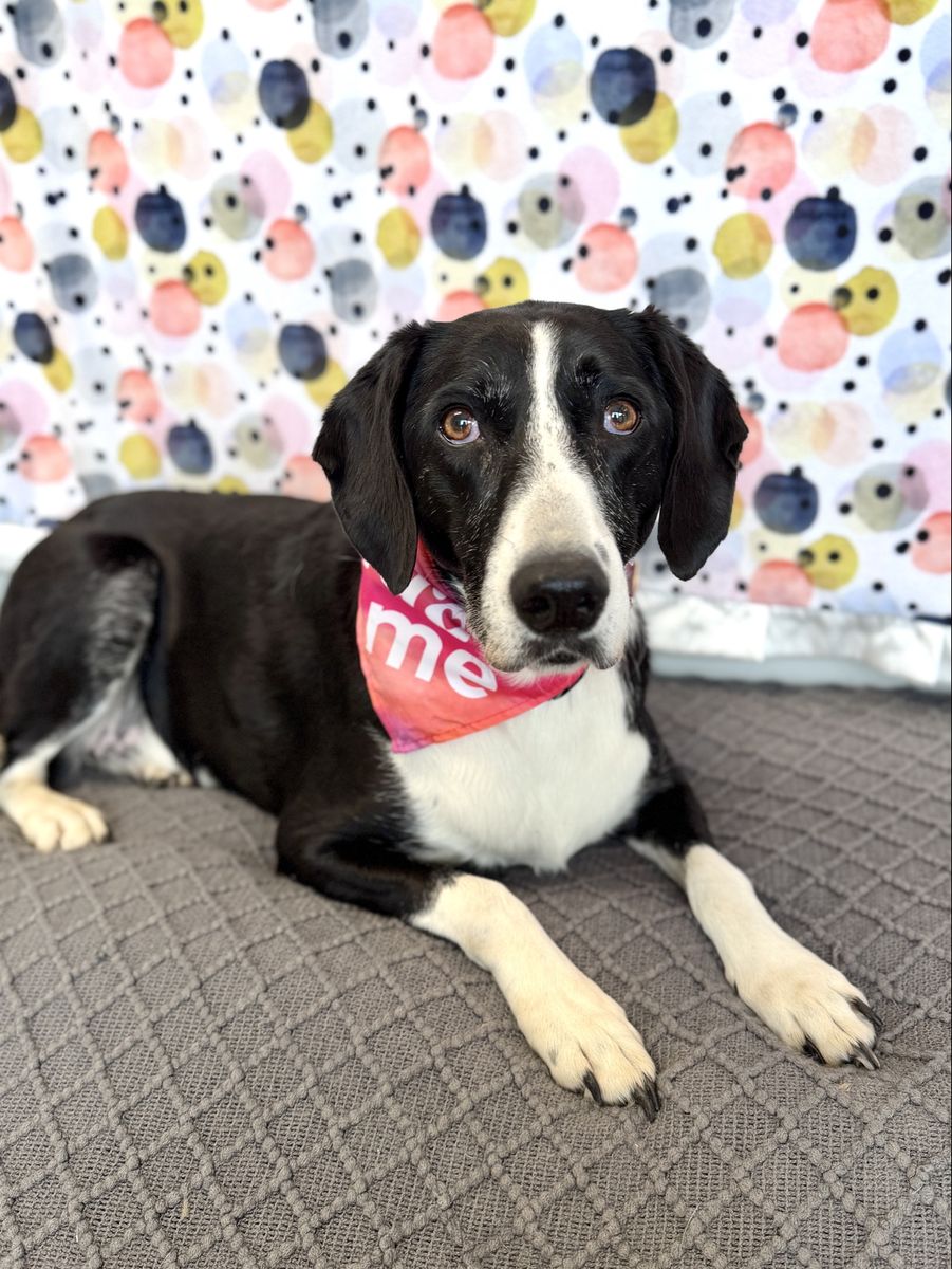 Adopt Artemis!