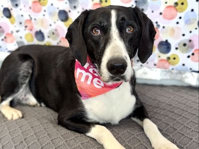 Adopt Artemis!