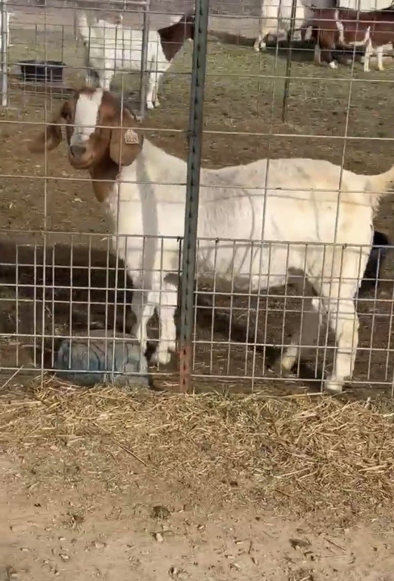 2024 Wether bred Doe