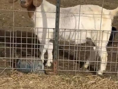 2024 Wether bred Doe