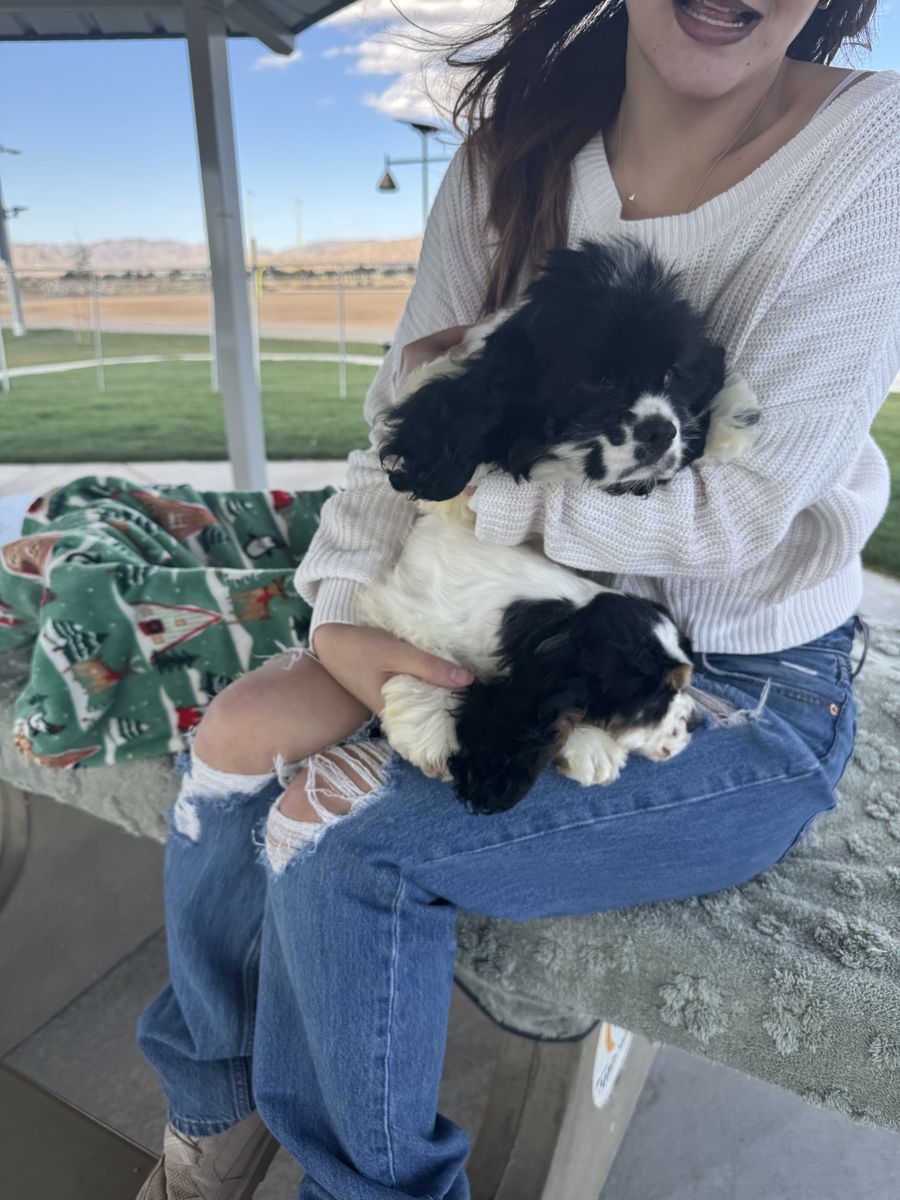 American Cocker Spaniels