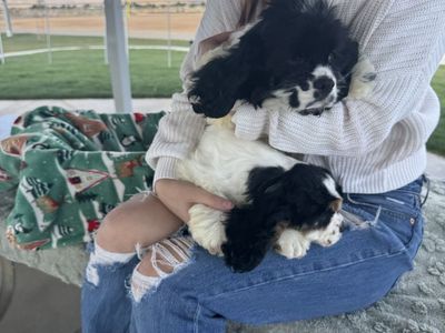 American Cocker Spaniels