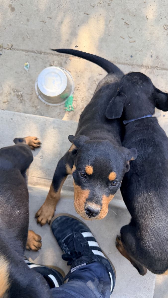 AKC Rottweiler Puppy’s 