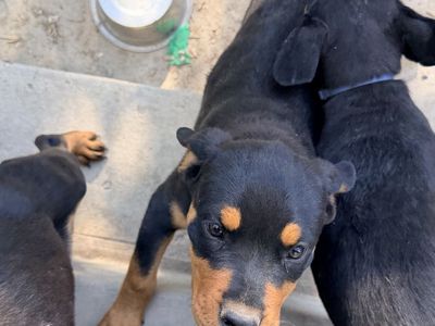 AKC Rottweiler Puppy’s