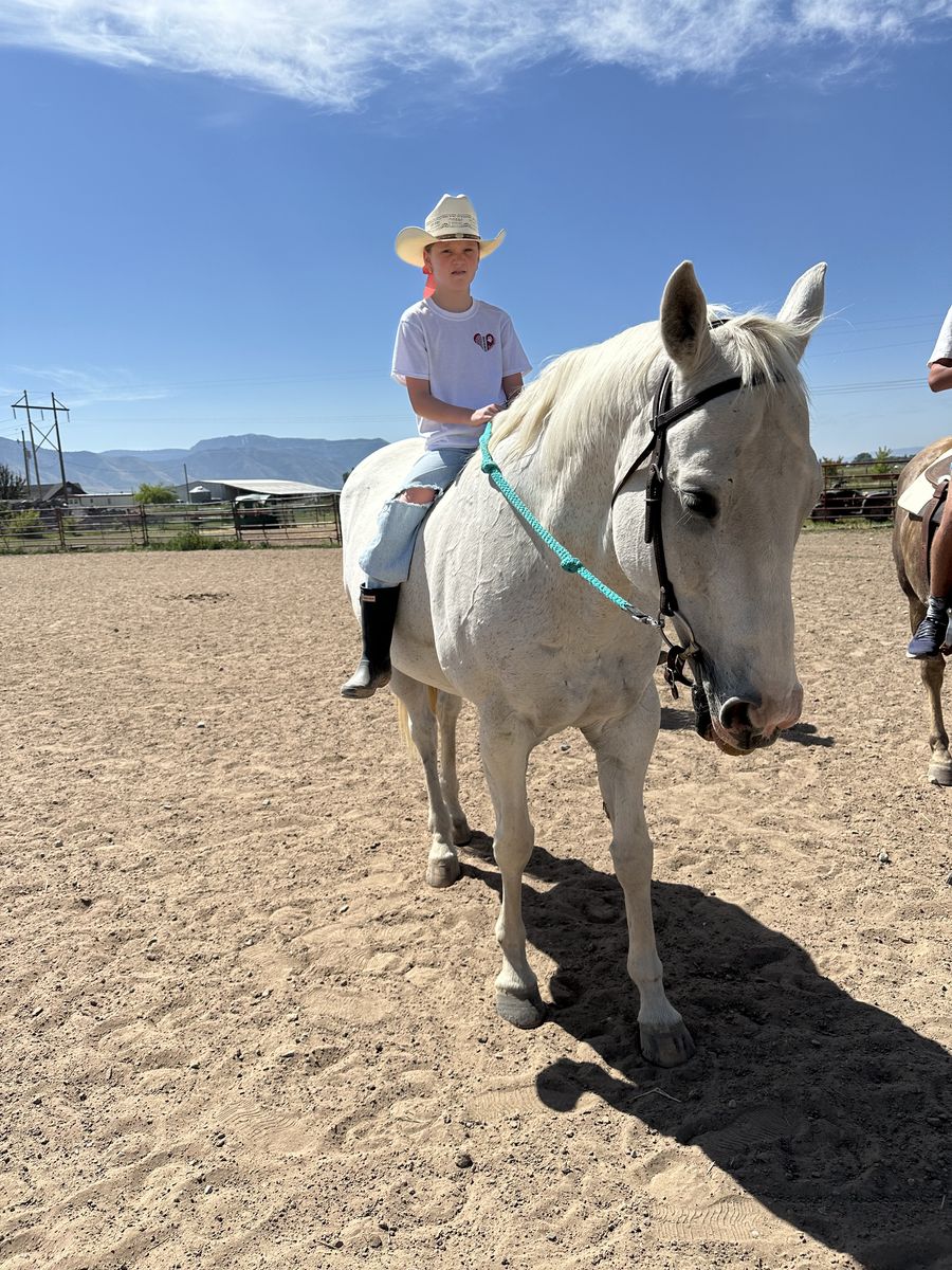 Barrel Racing Gelding