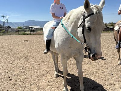 Barrel Racing Gelding
