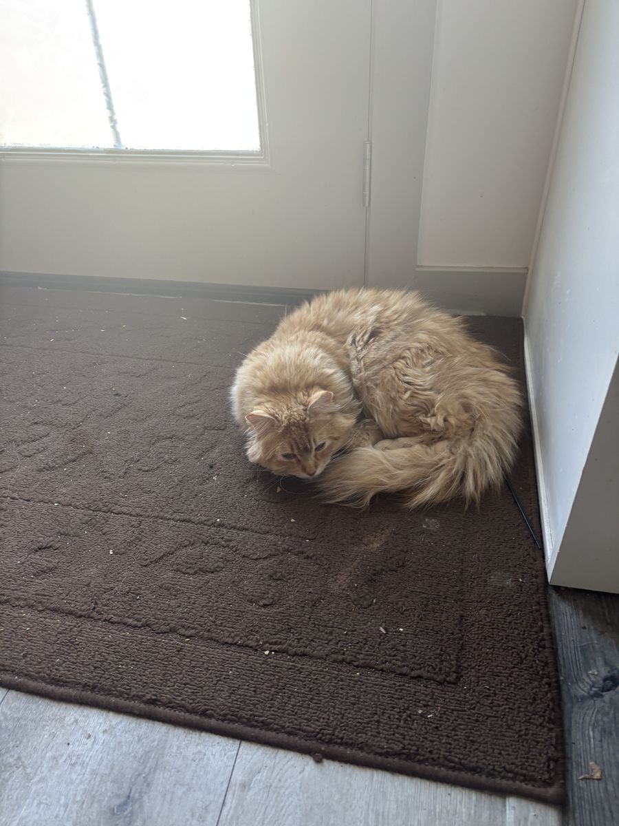 Missing Cat