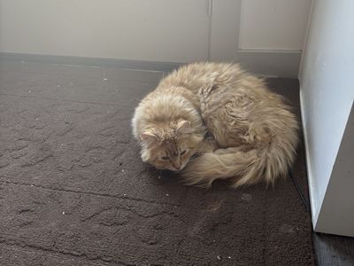 Missing Cat