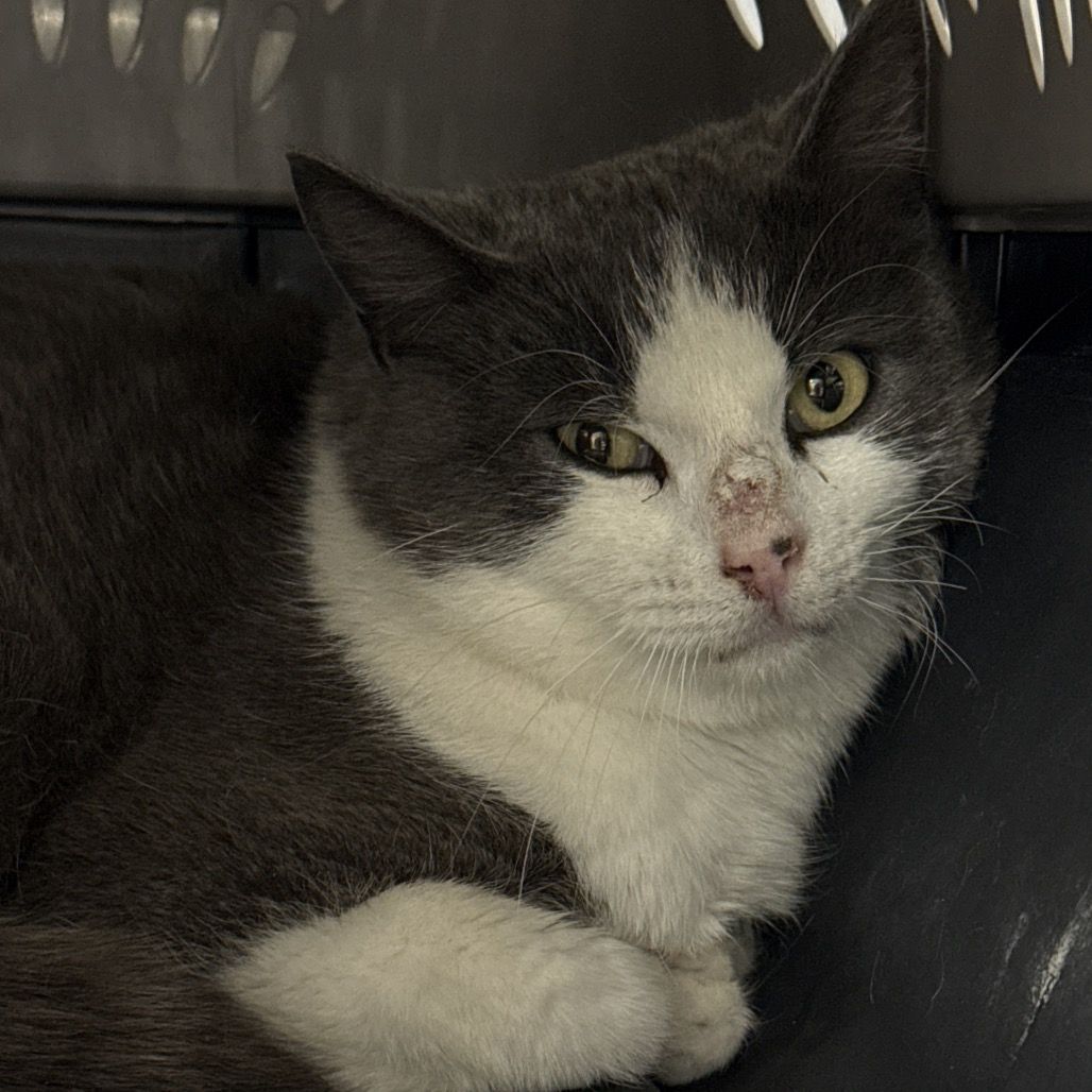 Hello my name is Phoenix