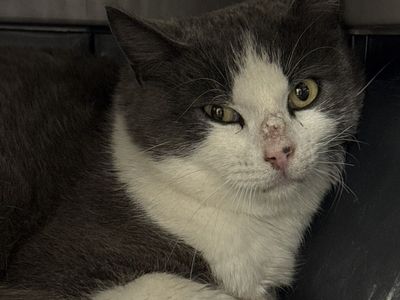 Hello my name is Phoenix