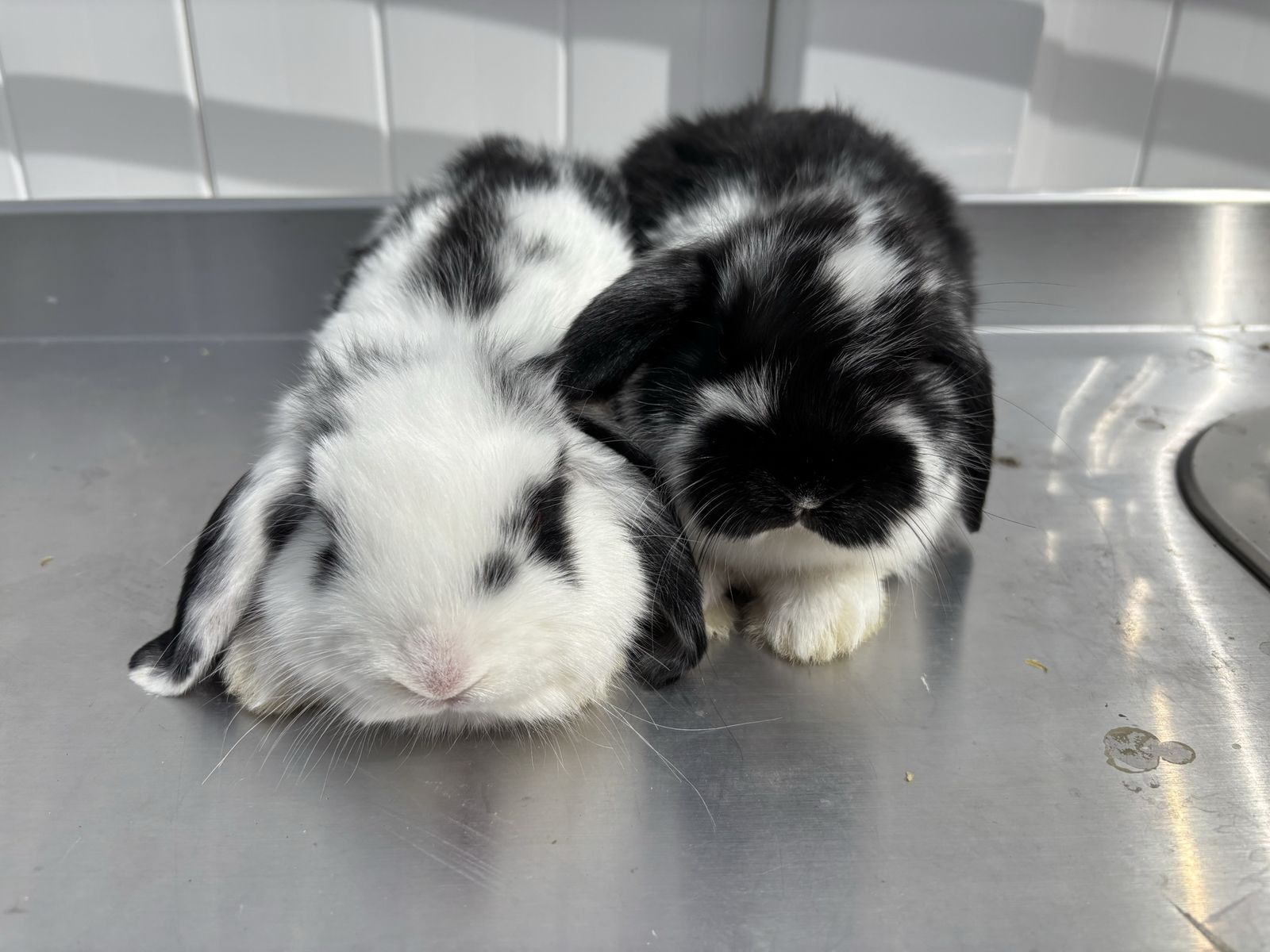 Available Now! Holland Lops Babies