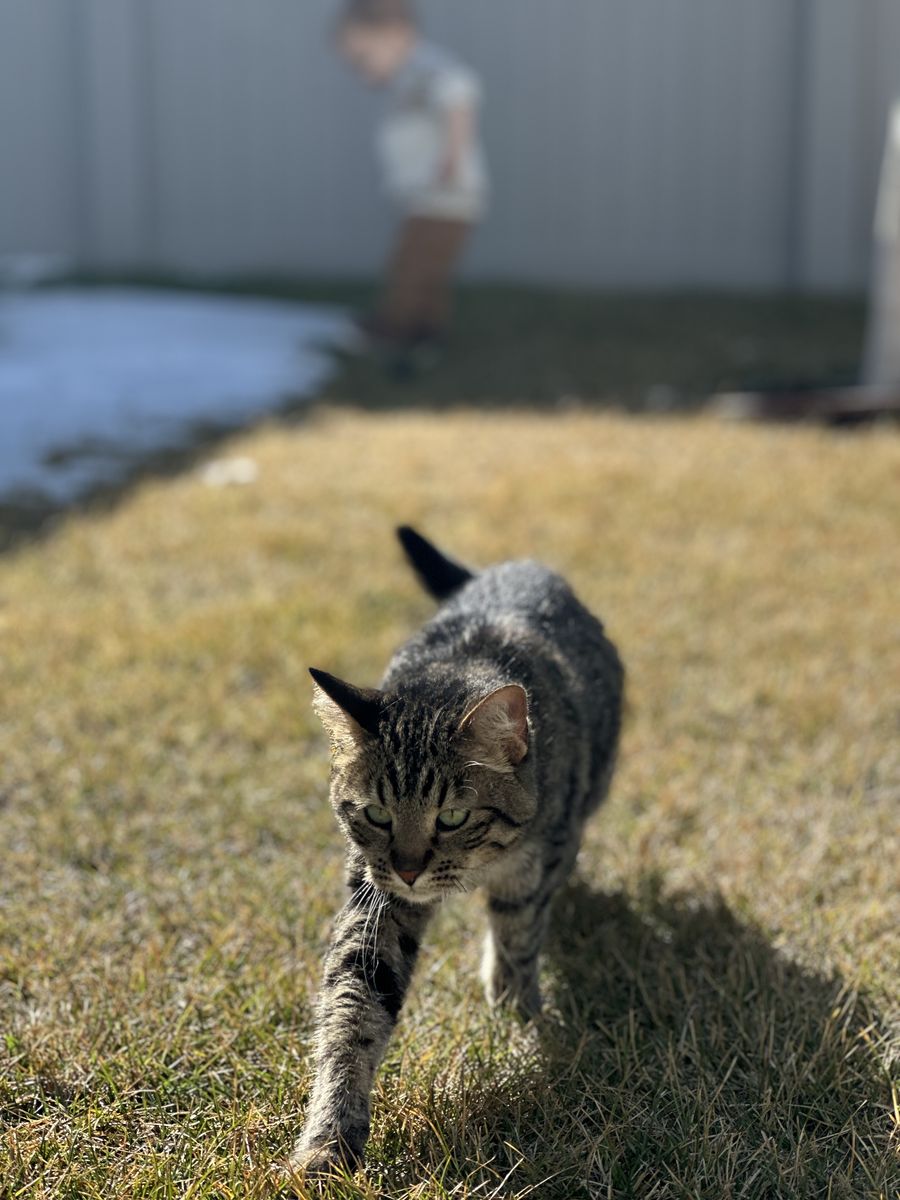 Free 6 y.o. American Shorthair - Betty