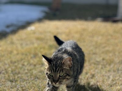 Free 6 y.o. American Shorthair - Betty