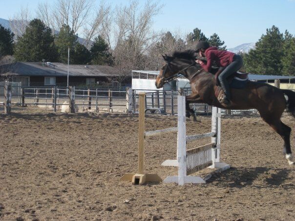 ISO trail horse half lease