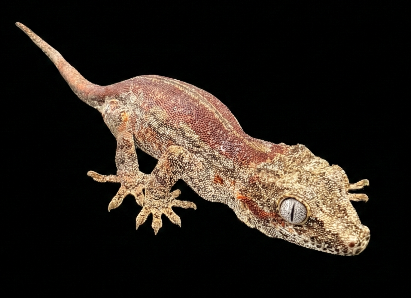 PROVEN Female Red/Orange Stripe (High Lateral Pattern) | Prime Breeder (2.5yrs)