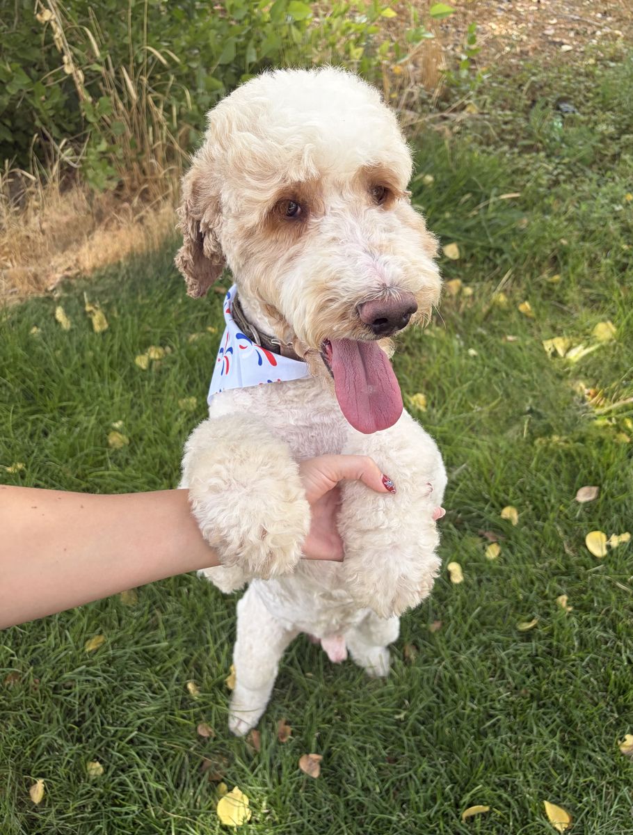 For Sale: AKC Registered Moyen Parti Poodle – Proven Stud
