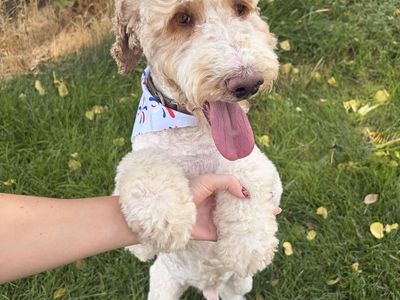 For Sale: AKC Registered Moyen Parti Poodle – Proven Stud