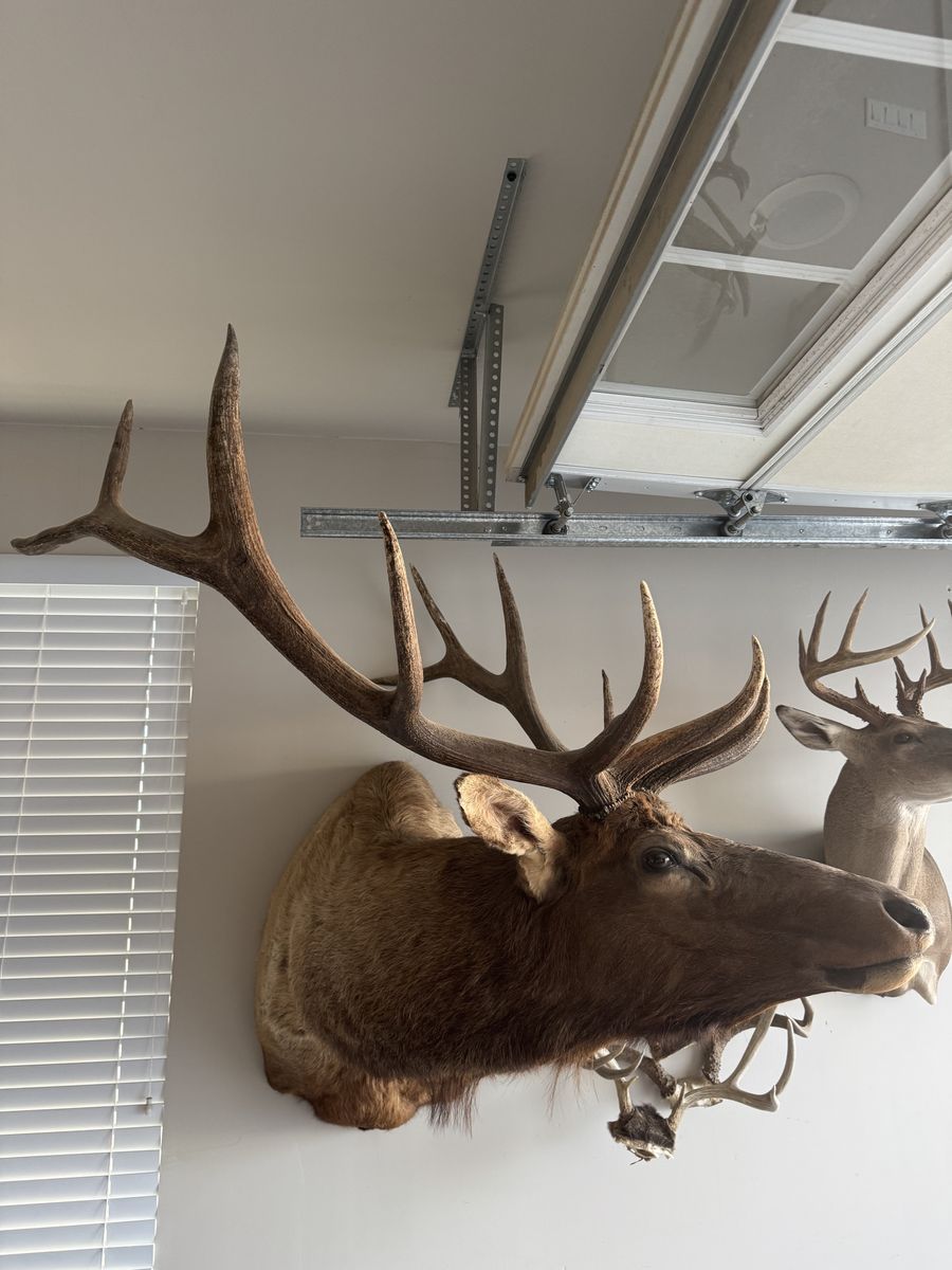 Elk Mount