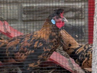 Golden Laced Rooster / Chicken