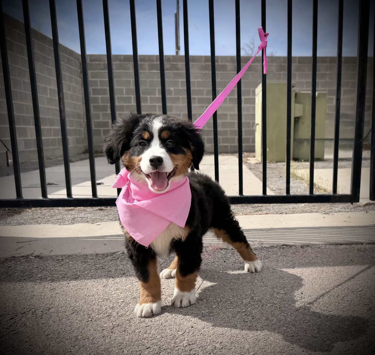 Bernese Mountain Dog puppy