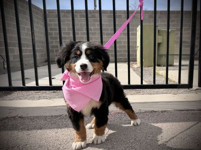 Bernese Mountain Dog puppy