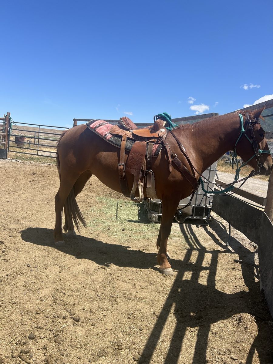 2019 branded green broke mustang