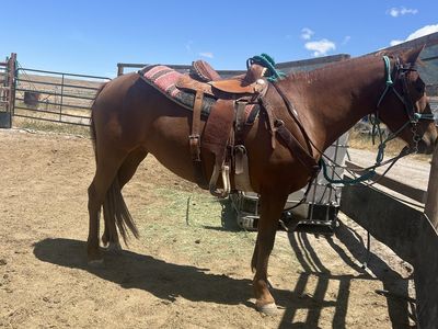 2019 branded green broke mustang