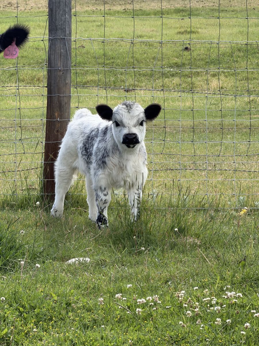 Mini belted/highpark bull calf