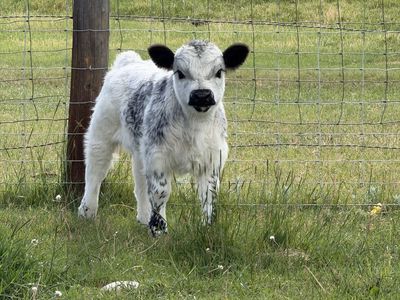 Mini belted/highpark bull calf